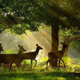 2012英国野生动物摄影奖