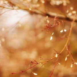 sonic oasis 花之写真