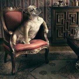 Gonzalo Arevalo创意设计