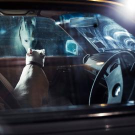 Martin Usborne摄影作品：车中的狗