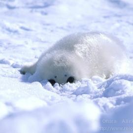 小原玲的动物摄影作品