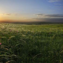 向日葵的唯美摄影