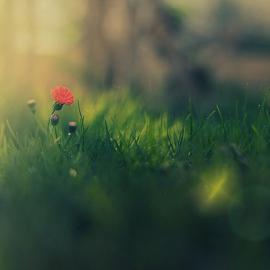 Mahmoud Hiepo 爱生活，爱摄影