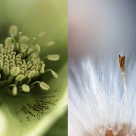 Anna Ulmestrand的植物摄影