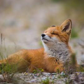 ИВАН КИСЛОВ摄影作品：狐狸
