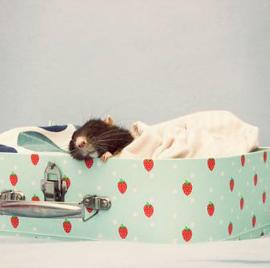 摄影师Jessica Florence 镜头下的动物