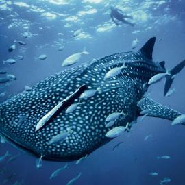 生活中的色彩：蓝色 『国家地理』