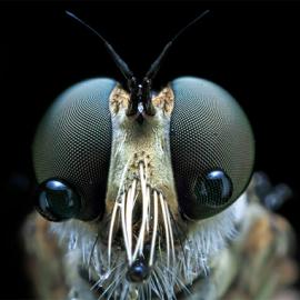 Shikhei Goh：苍蝇摄影