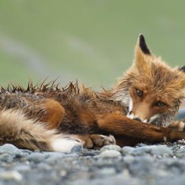 Ruslan Eliseev的野生动物摄影