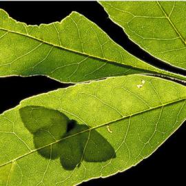 优秀的影子摄影照片欣赏