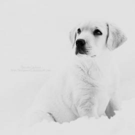 Pascale Cadieux唯美摄影