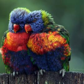 Project Noah（诺亚计划）