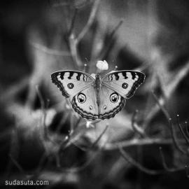 Tommy Cavarela 女孩的蝴蝶