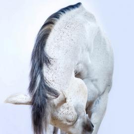 动物摄影欣赏――All the Wild Horses