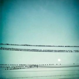 CAROLYN COCHRANE 自然的干净的