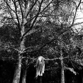 Sofía LópezMa&ntilde;án摄影作品：匿名