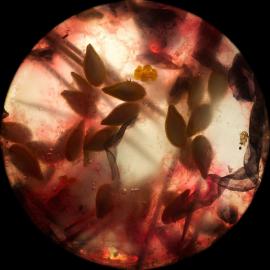 另类微距摄影欣赏（二）