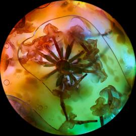 另类微距摄影欣赏（一）