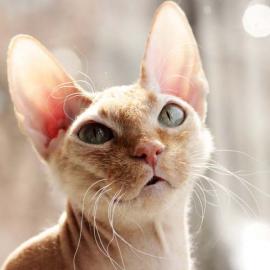 Arastasiya Dredastivna 《猫》