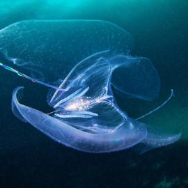 Alexander Semenov水下摄影新作