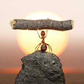 Andrey Pavlov微距摄影：蚂蚁王国