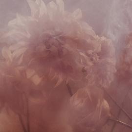 Nicholas Alan Cope摄影作品：雄蕊