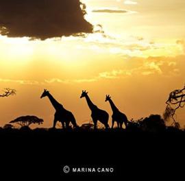 Marina Cano:美丽的野生动物摄影作品