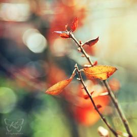 德国摄影师kyokosphotos美丽微距摄影作品欣赏2