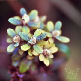 德国摄影师kyokosphotos美丽微距摄影作品欣赏