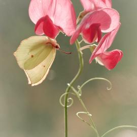 『摄影奖项』2012年度国际园林摄影师