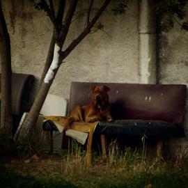 Tiago Xavier 可爱的宠物摄影欣赏