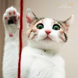 Zeren Toktas Yasa 猫咪的新年