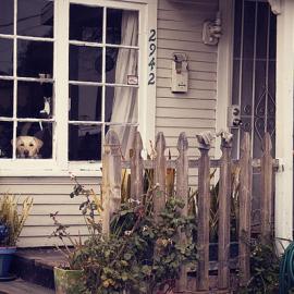 Rachel Bellinsky摄影作品：看向窗外的宠物们