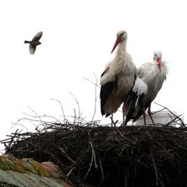 两只仙鹤的幸福爱情故事！保护野生鸟类！