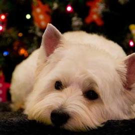 Gintarė P. 宠物摄影欣赏