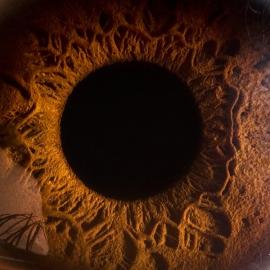 是美丽还是惊讶？人眼超高清特写镜头！