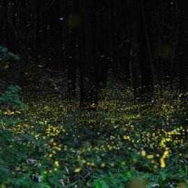 Tsuneaki Hiramatsu的萤火虫低速快门摄影