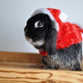 萌宠圣诞摄影集