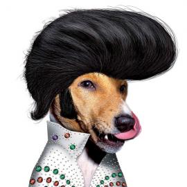 动物明星大变身