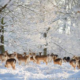 Facundo Arrizabalaga摄影作品