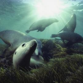 David Doubilet精彩的水下摄影作品