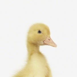 Sharon Montrose 动物摄影