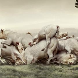 Koen Demuynck摄影及图像后期新作