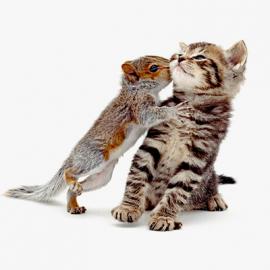 摄影师Jane Burton和《猫咪的一生》