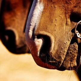 30张以马为主题的摄影作品