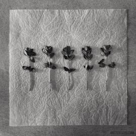 一组黑白观念摄影