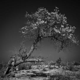 在古尔图的阳光下