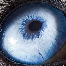 Suren Manvelyan摄影作品：动物的眼睛