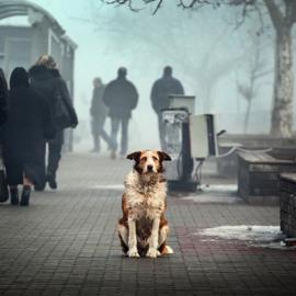 感受生命的重量：狗的生活（二）