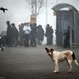 感受生命的重量：狗的生活（一）